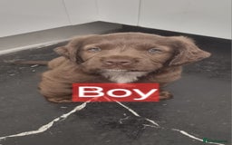 Mixed Breed dogs for sale: Mixer breed puppys  - Image 8