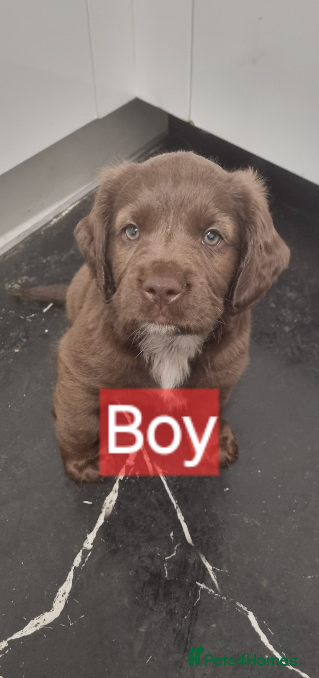 Mixed Breed dogs for sale: Mixer breed puppys  - Image 8