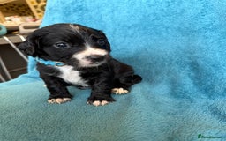 Sprocker dogs for sale: Beautiful Sprocker Spaniel pups - Image 18
