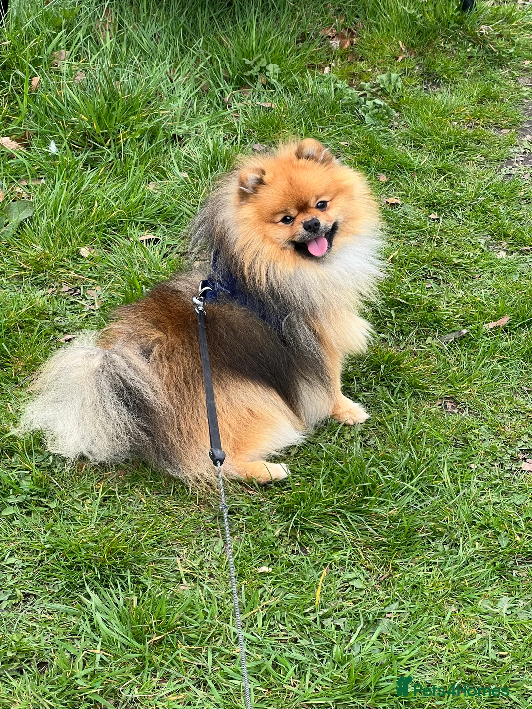 Pomeranian dogs for sale: puppy - Advert 2