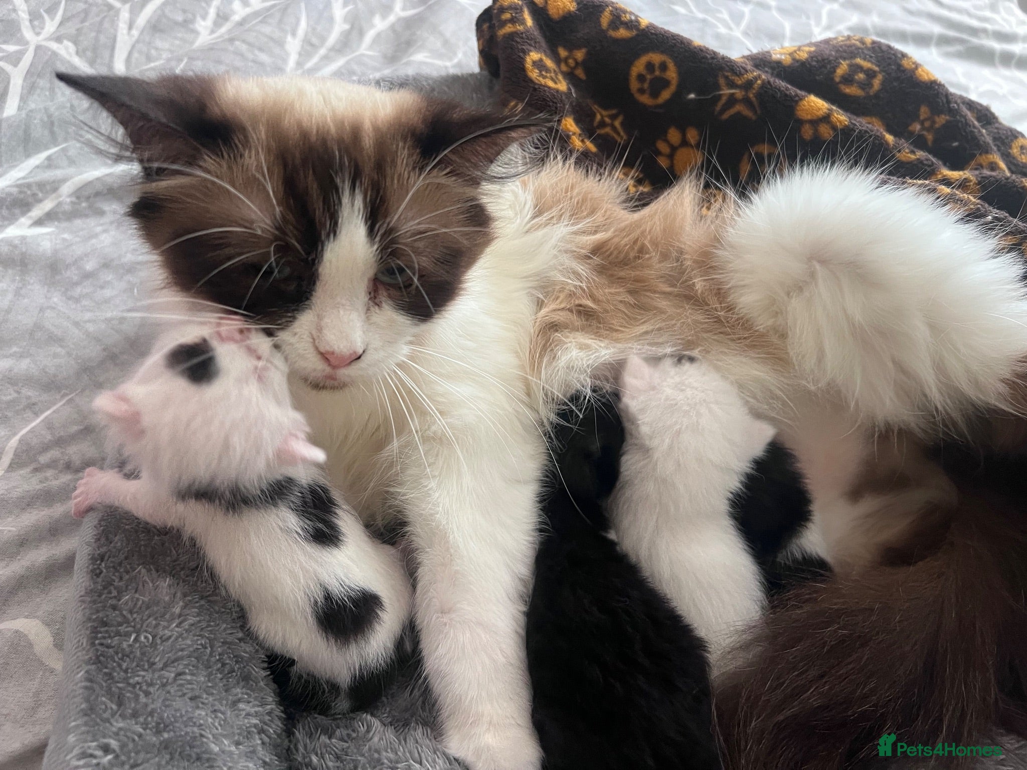Mixed Breed cats Kitten girl  - Advert 2