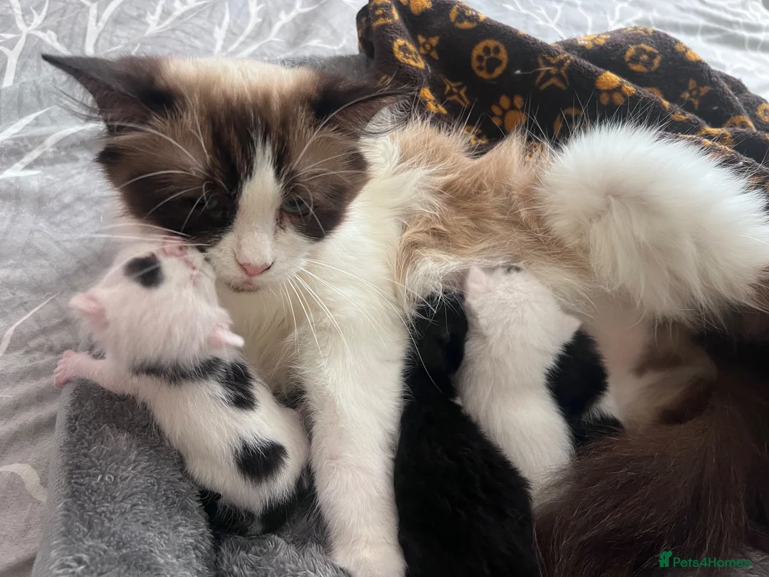 Mixed Breed cats for sale: Kitten girl  - Advert 1