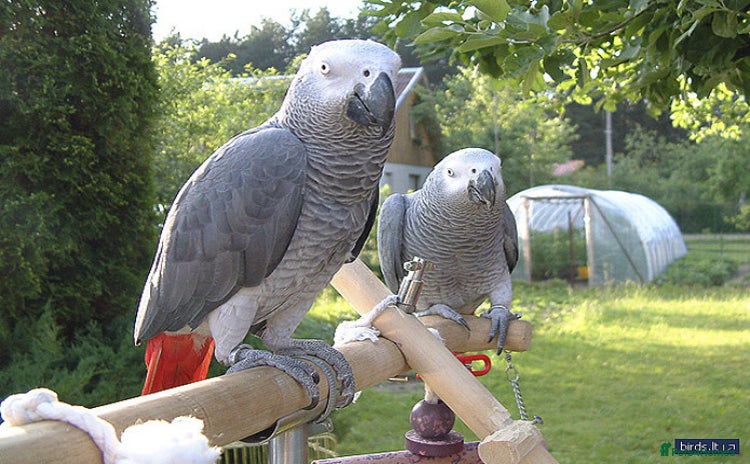 Parrots birds - Advert 1