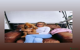 Cocker Spaniel dogs for sale: 🌟Family Raised show type cocker spaniel Pups Due - Image 2