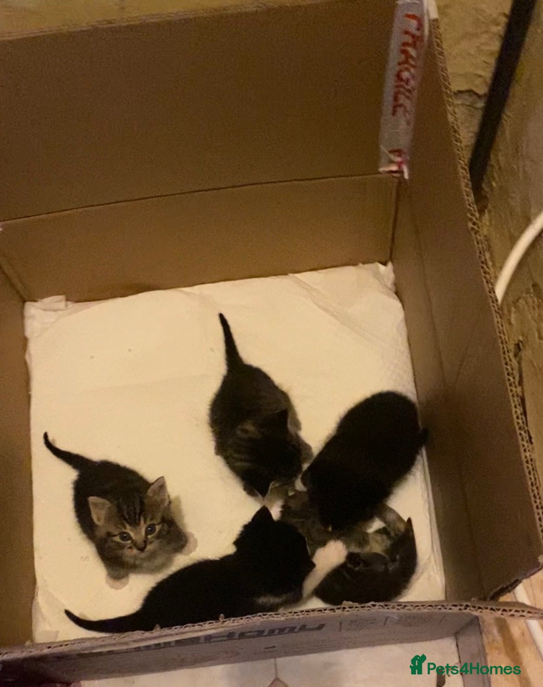 Ragdoll cats for sale: Ragdoll mixed breed kittens  - Advert 2