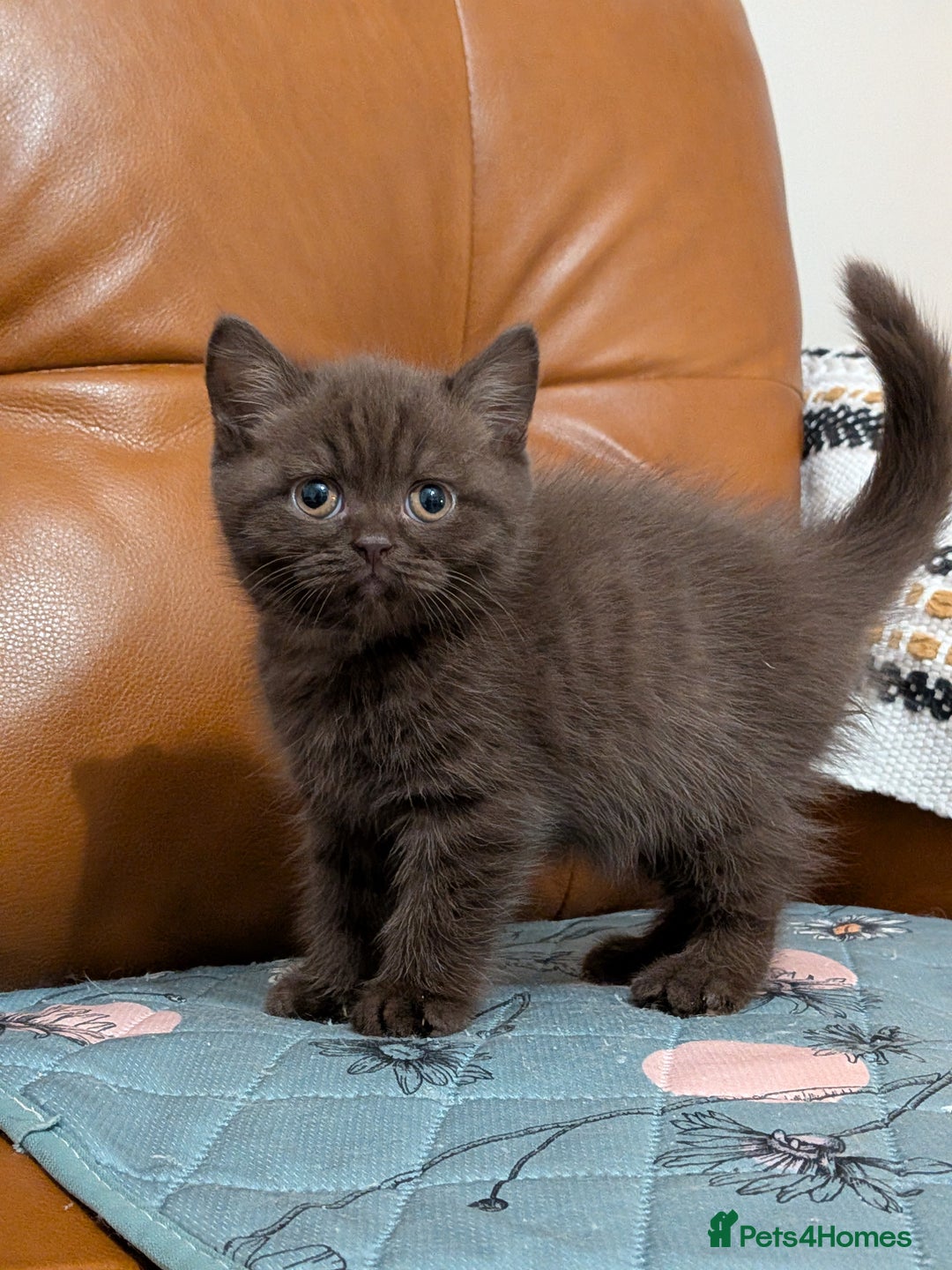 British Shorthair cats for sale: British Shorthair kittens  - Advert 7