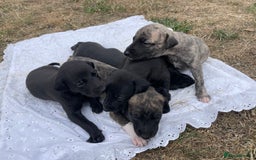 Whippet dogs for sale: Beautiful homebred whippet puppies  - Image 2
