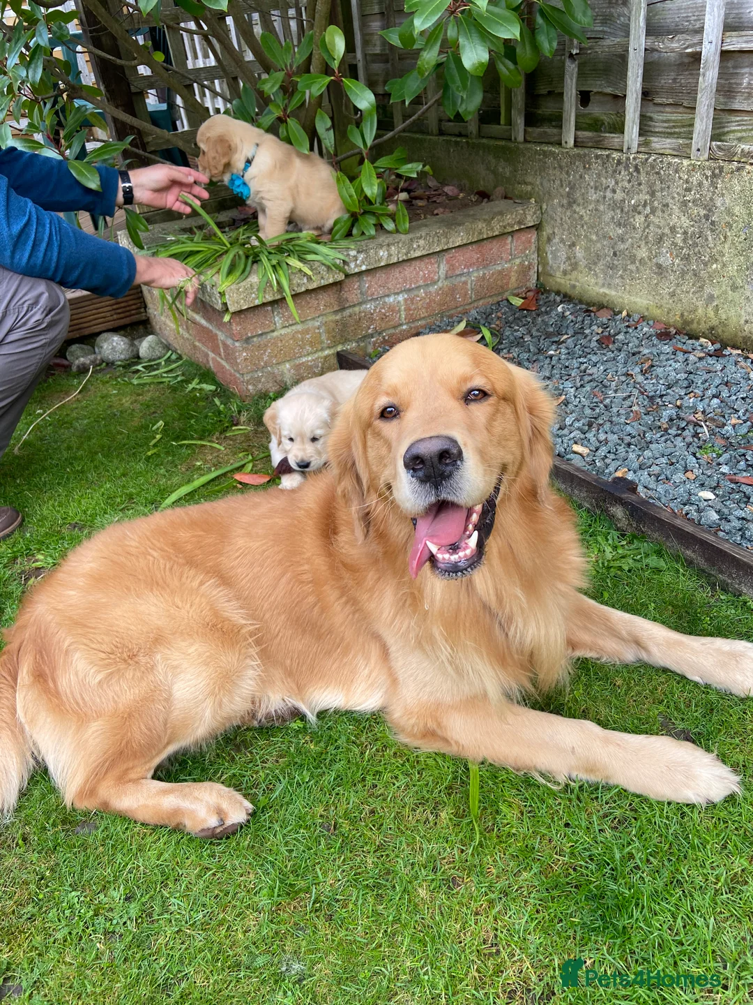 Golden Retriever dogs for stud: Health Tested Proven Golden Retriever Stud in Reading - Advert 4