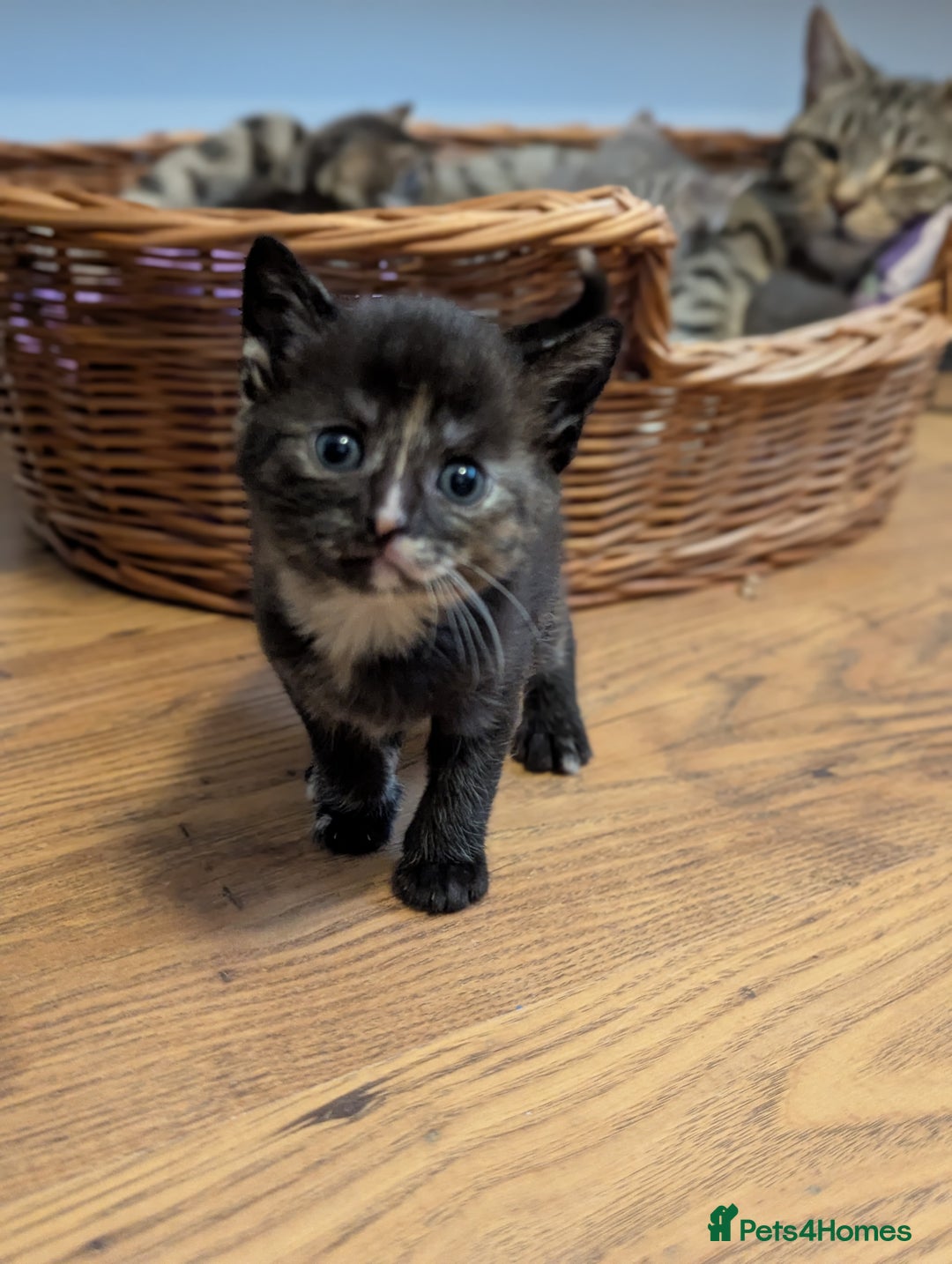 Mixed Breed cats for sale: 5 beautiful and playful kittens - Advert 22