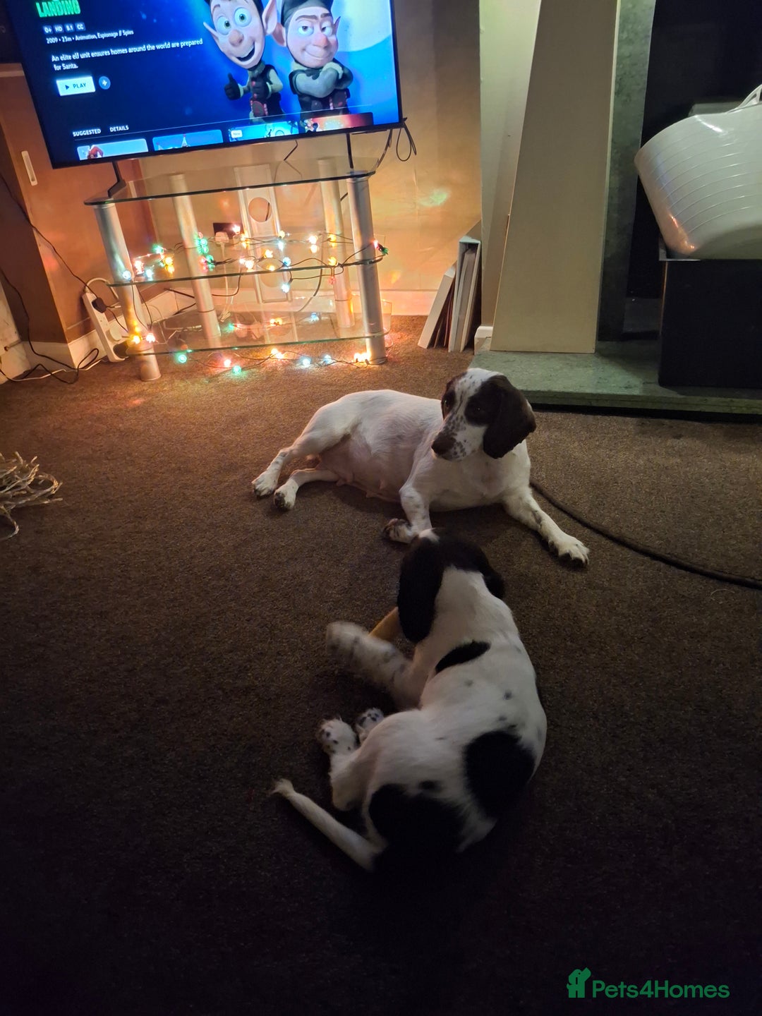 Cocker Spaniel dogs for sale: Our last pup - Ready now - KC Reg cocker spaniel! - Advert 7