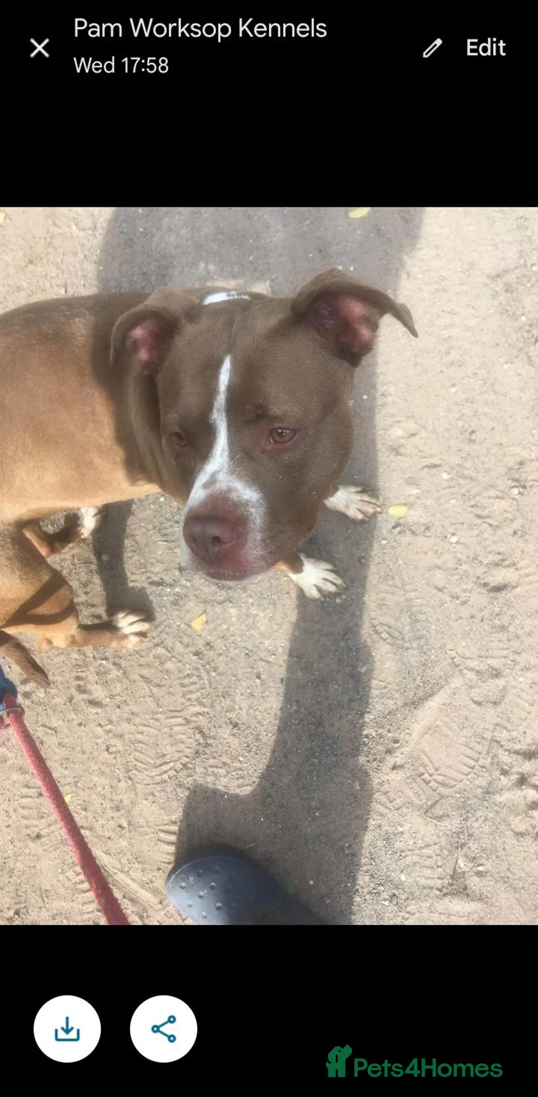 American Bull Staffy dogs for adoption: Gorgeous staffie cross available for adoption  in Worksop - Advert 1