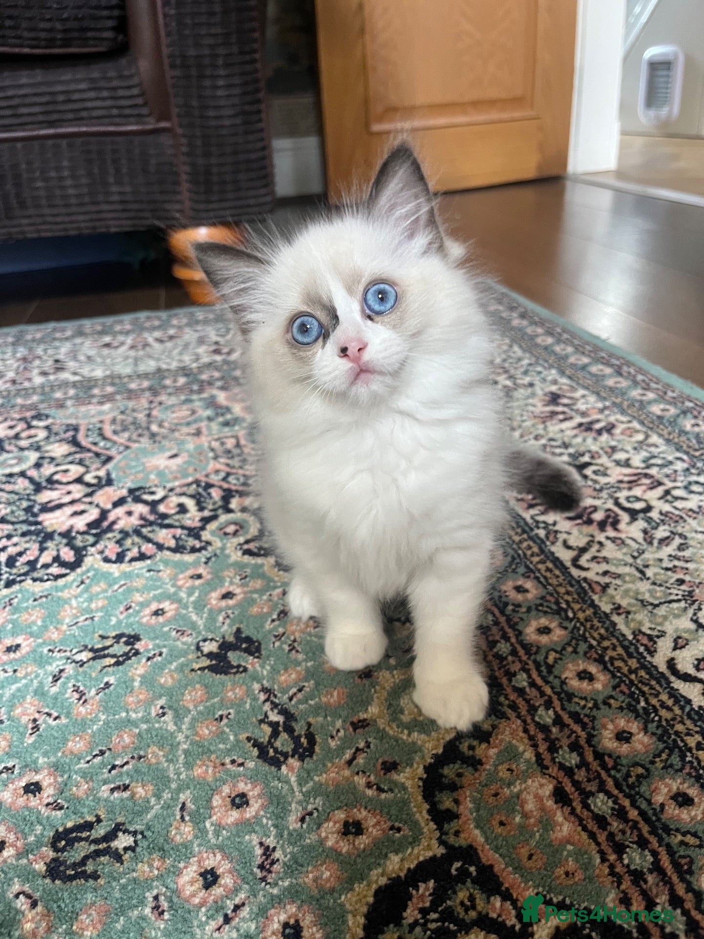 Ragdoll cats Beautiful baby girl ragdoll  - Advert 1