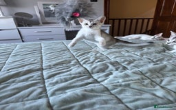 Abyssinian cats for sale: Pedigree Silver Abyssinian kittens - Image 15