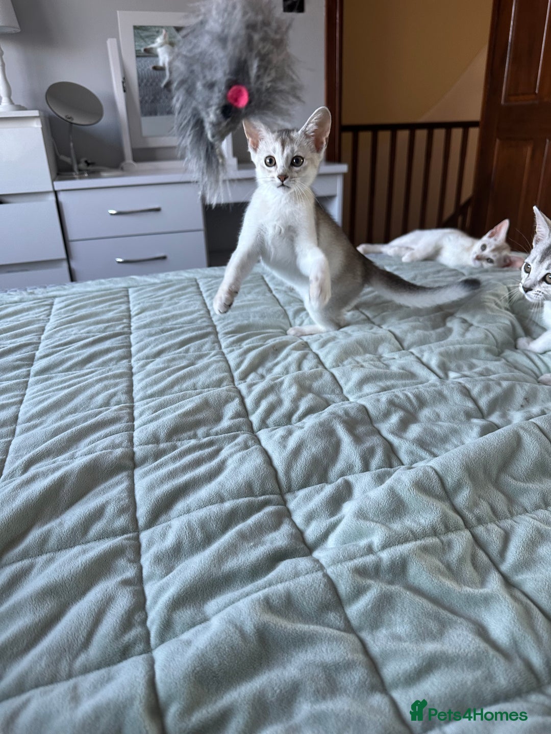 Abyssinian cats for sale: Pedigree Silver Abyssinian kittens - Image 15