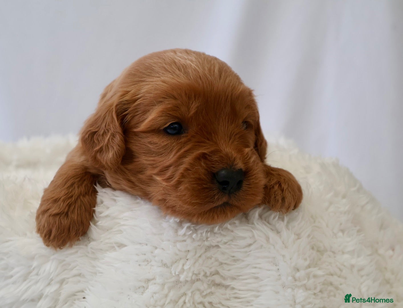 Mini Goldendoodle dogs F1 Miniature Goldendoodle’s - Advert 1