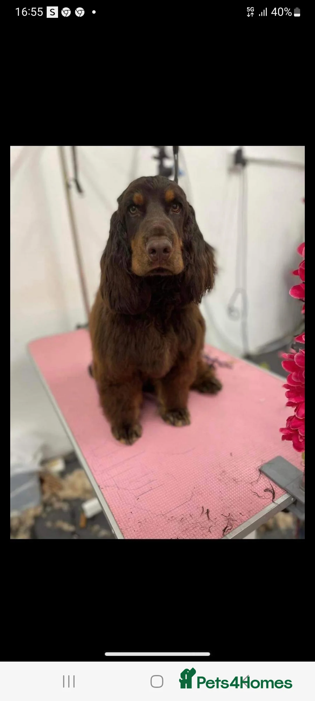 Cocker Spaniel dogs for stud: Kc reg.  ,,PROVEN,, Show Type cockerspaniel  in Morecambe - Advert 3