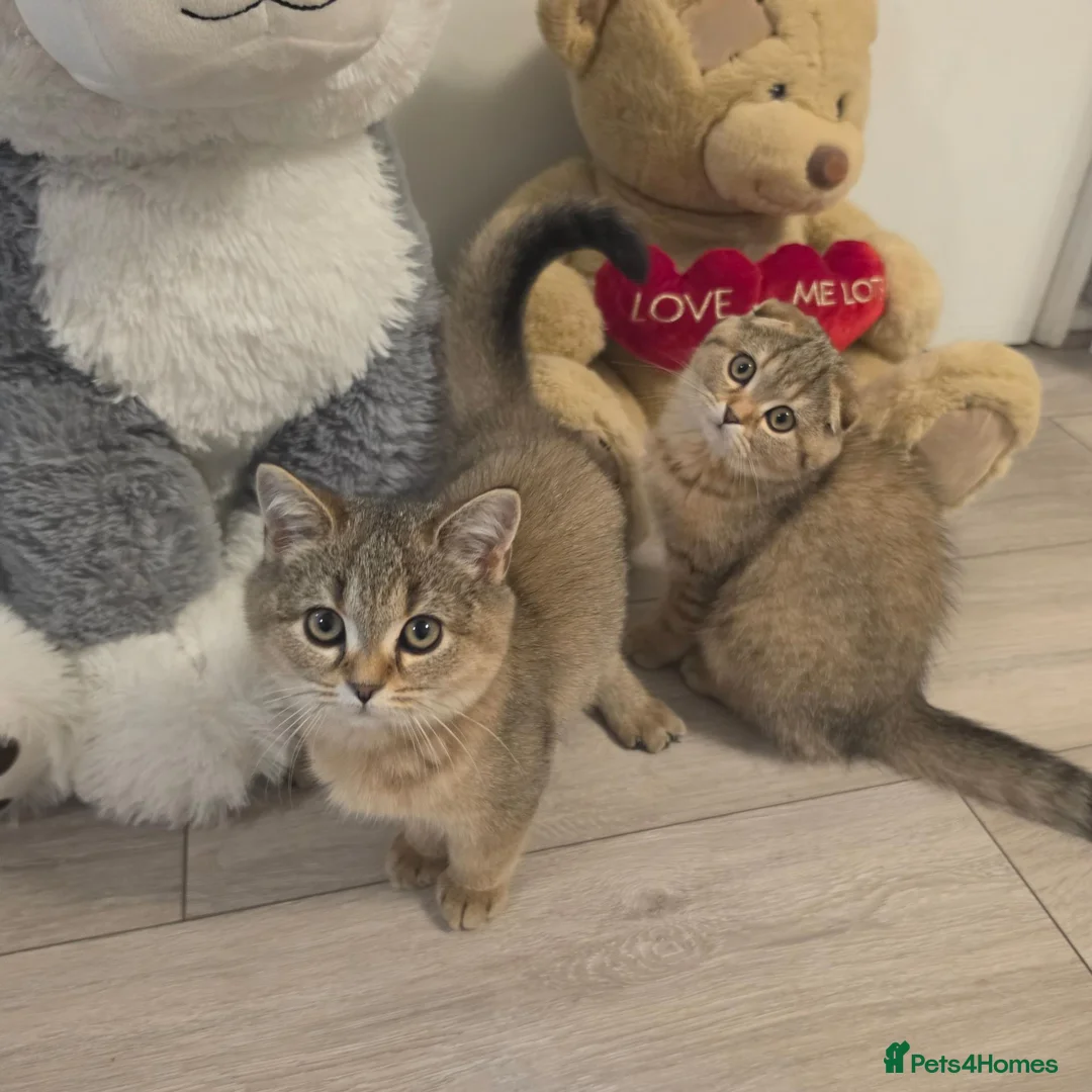 Scottish Fold cats for sale: 1 Boy, most sweet ever  ❤️  - Advert 2