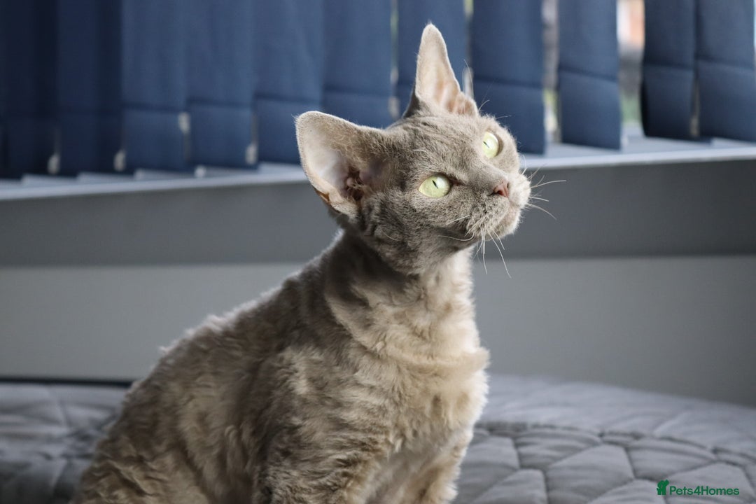 Devon Rex cats for sale: Devon Rex beautiful and healthy girl 2 years old  - Advert 13