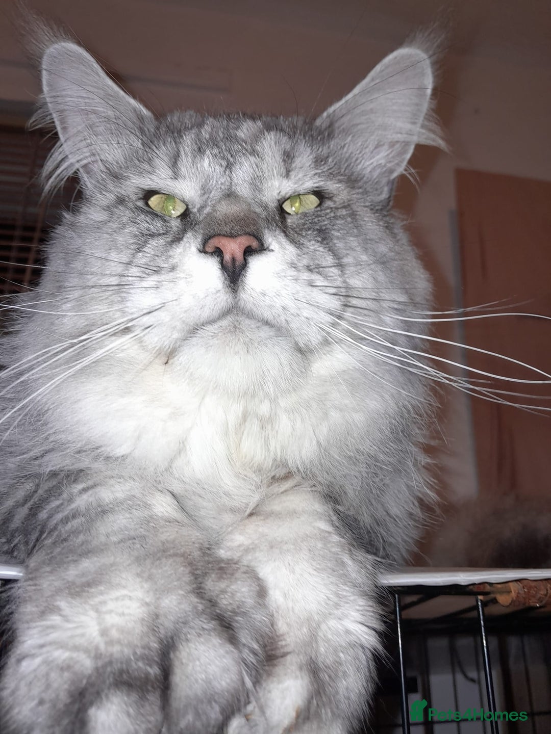 Maine Coon cats for sale: Polydactyl SolidBlue/BlackSilver Girls Maine Coon - Advert 8