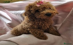 Cavapoo dogs for sale: Female Cavapoo pup  - Image 10