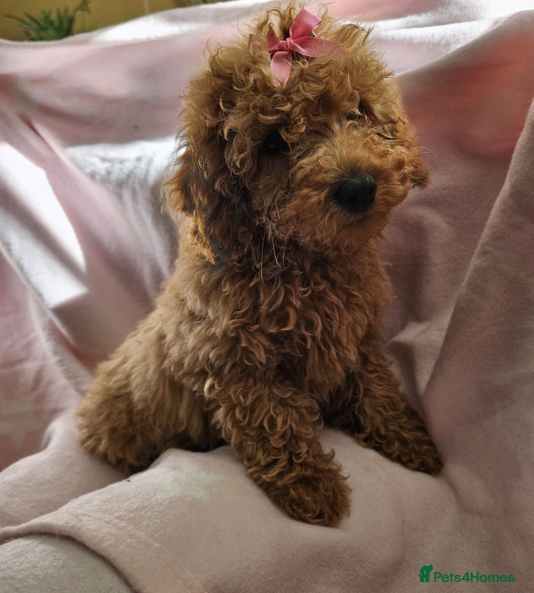 Cavapoo dogs for sale: Female Cavapoo pup  - Image 10