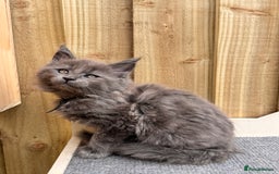 Maine Coon cats for sale: FINAL 3 REMAINING :TICA registered Mainecoons  - Image 18