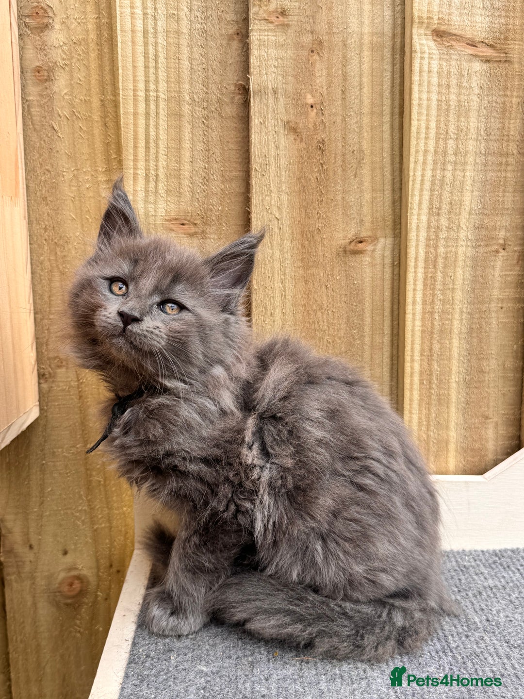 Maine Coon cats for sale: FINAL 3 REMAINING :TICA registered Mainecoons  - Image 18