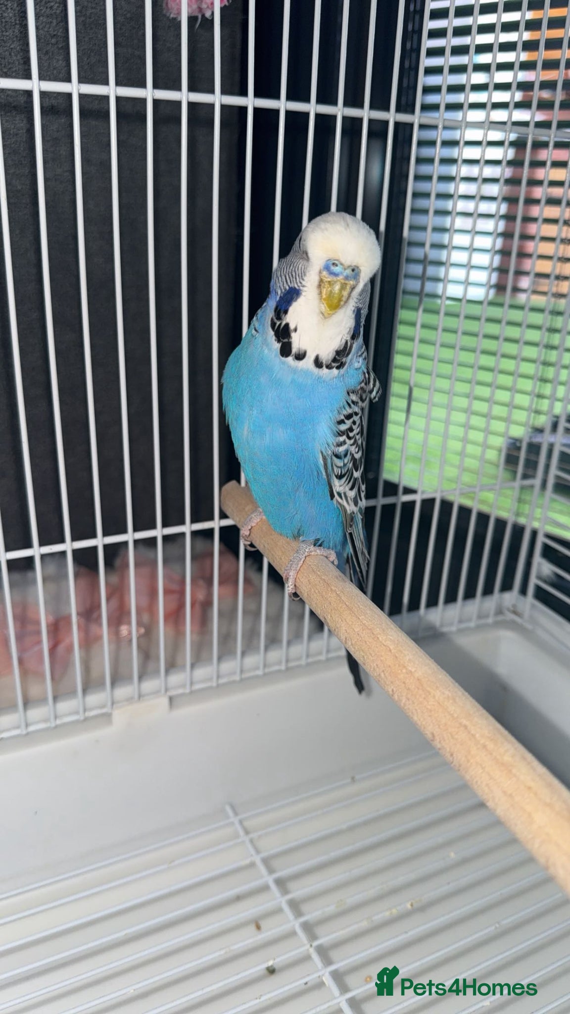 Budgerigars birds for sale: 2 Adults  - Advert 7