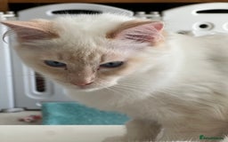 Ragdoll cats for sale: Tortie Lynx Flame Lynx pedigree Ragdolls - Image 16