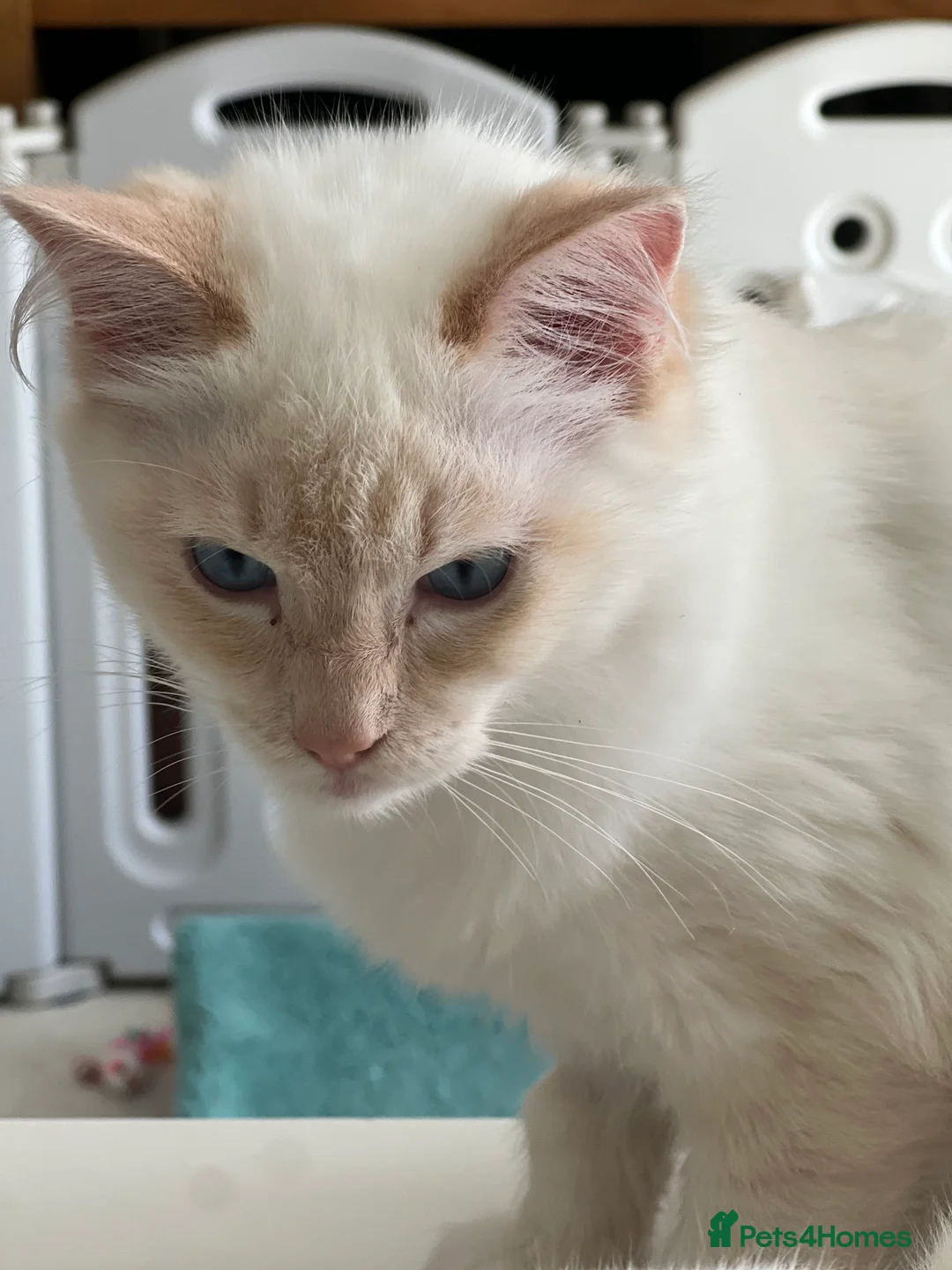 Ragdoll cats for sale: Blue Tortie Lynx kittens pure ragdolls - Advert 17