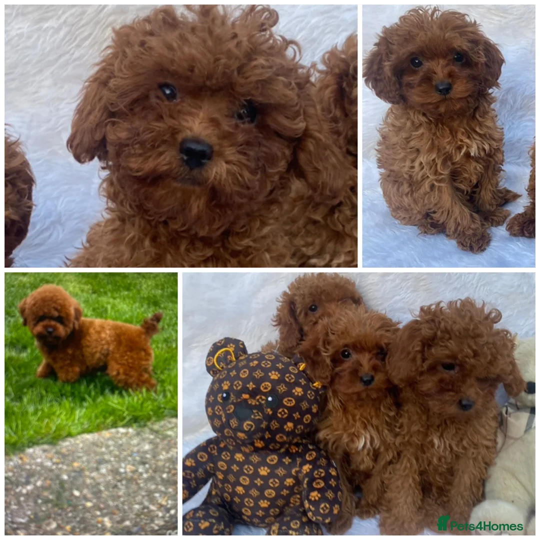 Maltipoo dogs for sale: Toy Maltipoo DNA CLEAR VET CHECKED HEALTHY in Rainham - Advert 1