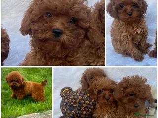 Maltipoo dogs Toy Maltipoo DNA CLEAR VET CHECKED HEALTHY - Advert 7