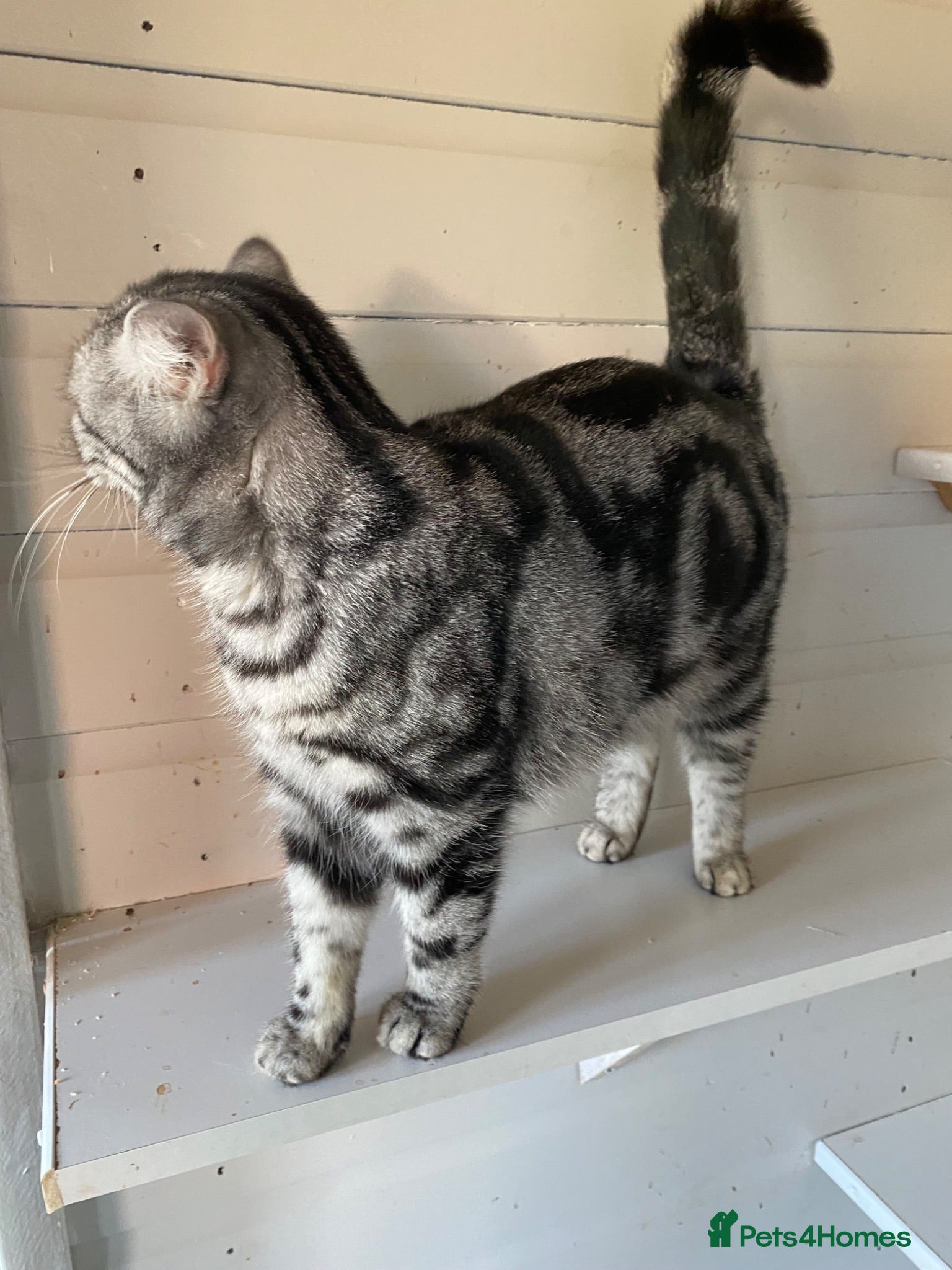 British Shorthair cats Silver Tabby British Shorthair kittebs - Advert 2