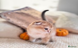Scottish Fold cats for sale: Cute TICA pedigree kittens  - Image 2