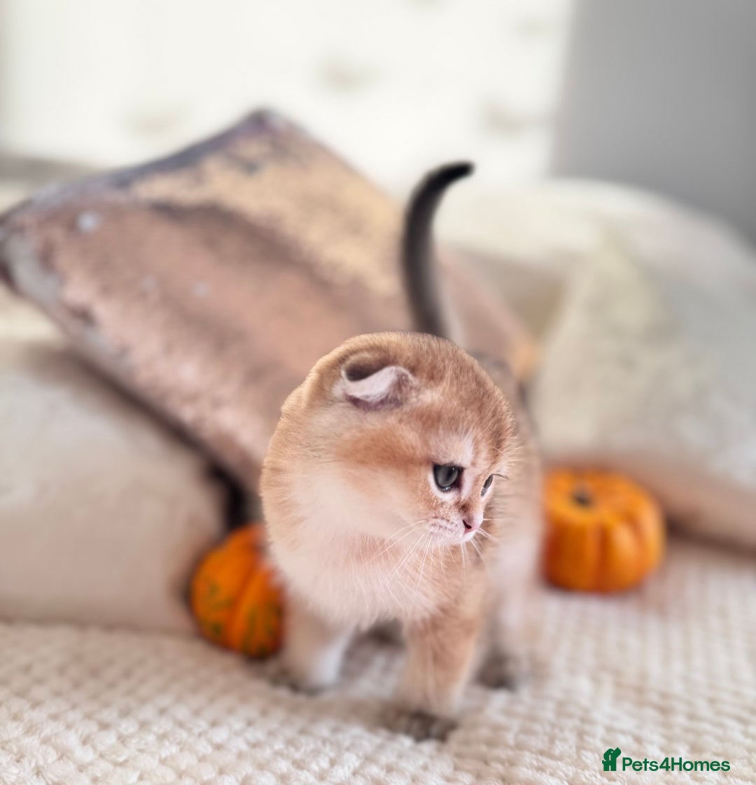 Scottish Fold cats for sale: Cute TICA pedigree kittens  - Image 2