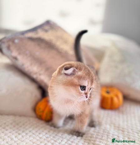 Scottish Fold cats - Advert 15