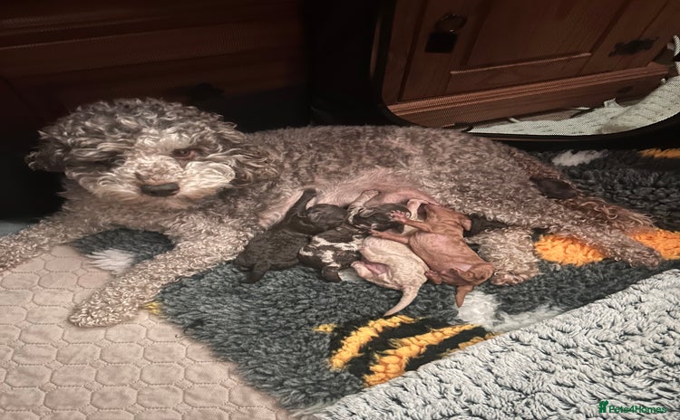 Miniature Poodle dogs - Advert 8