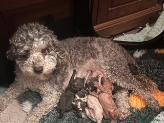 Miniature Poodle dogs Stunning Poodle Babies - Advert 4