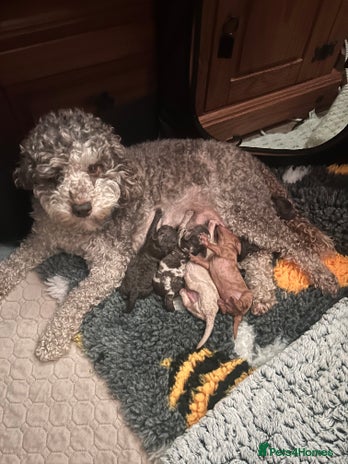 Miniature Poodle dogs - Advert 8