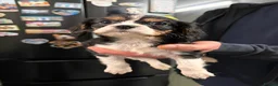 Cavalier King Charles Spaniel dogs for sale: Cavalier King Charles  - Advert 16