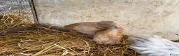 Hens poultry for sale: Pekin hens - Advert 4
