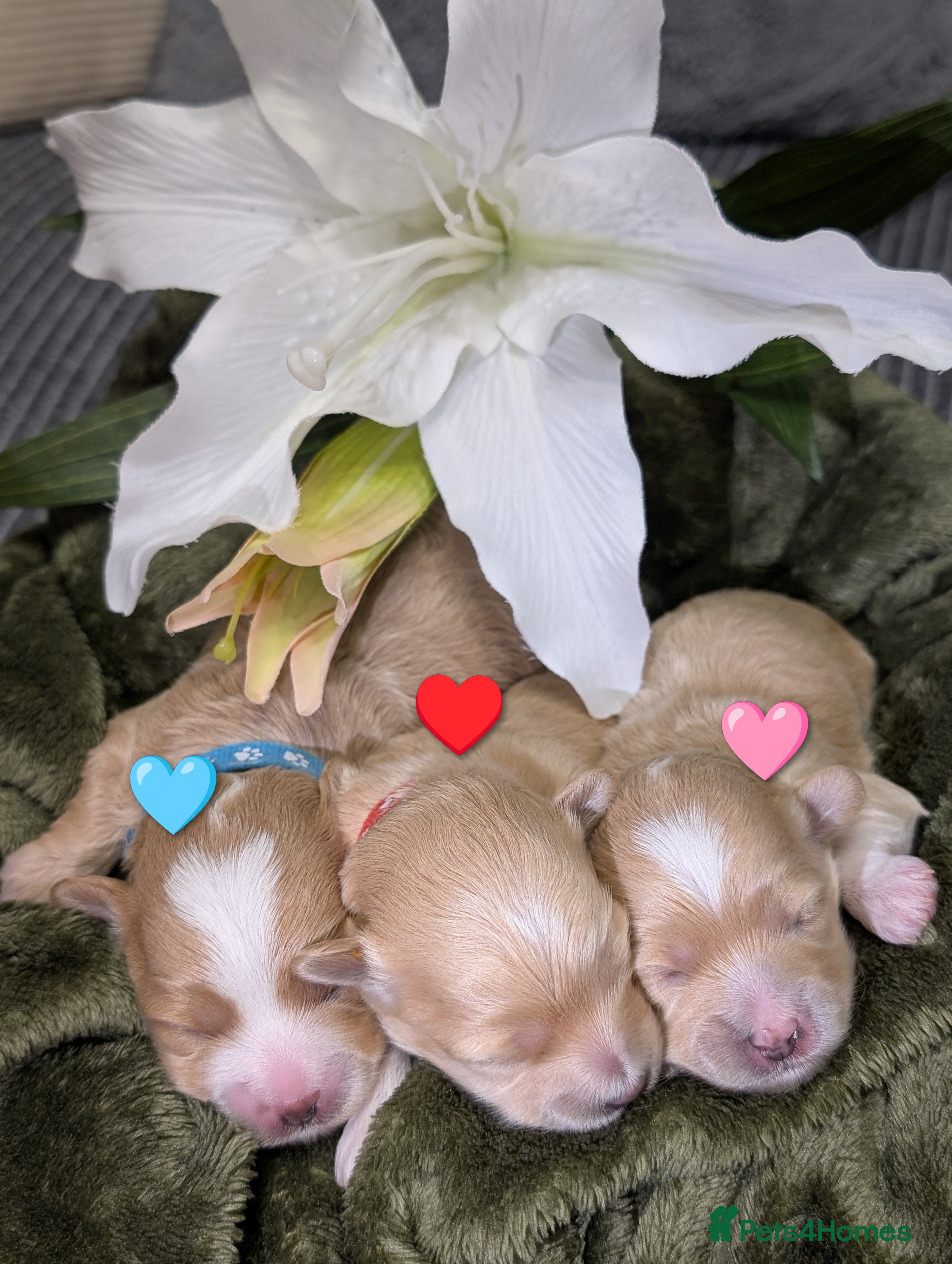 Maltipoo dogs 💫EXCEPTIONAL LUXURY F1 MALTIPOO PUPPIES🩷🩵🩷 - Advert 15