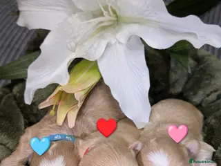 Maltipoo dogs 💫EXCEPTIONAL LUXURY F1 MALTIPOO PUPPIES🩷🩵🩷 - Advert 15