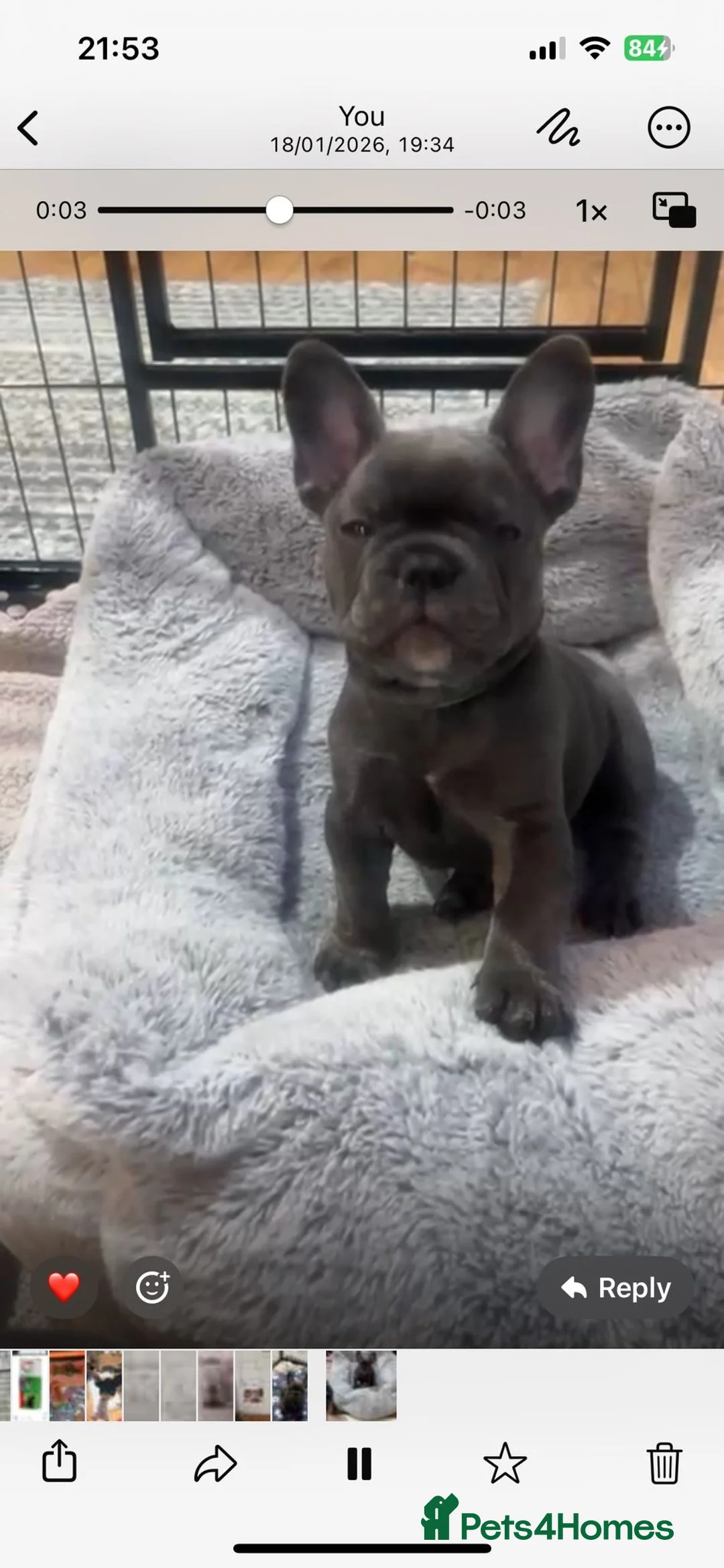 French Bulldog dogs for sale: Kc registered girl ready to go now - Advert 5