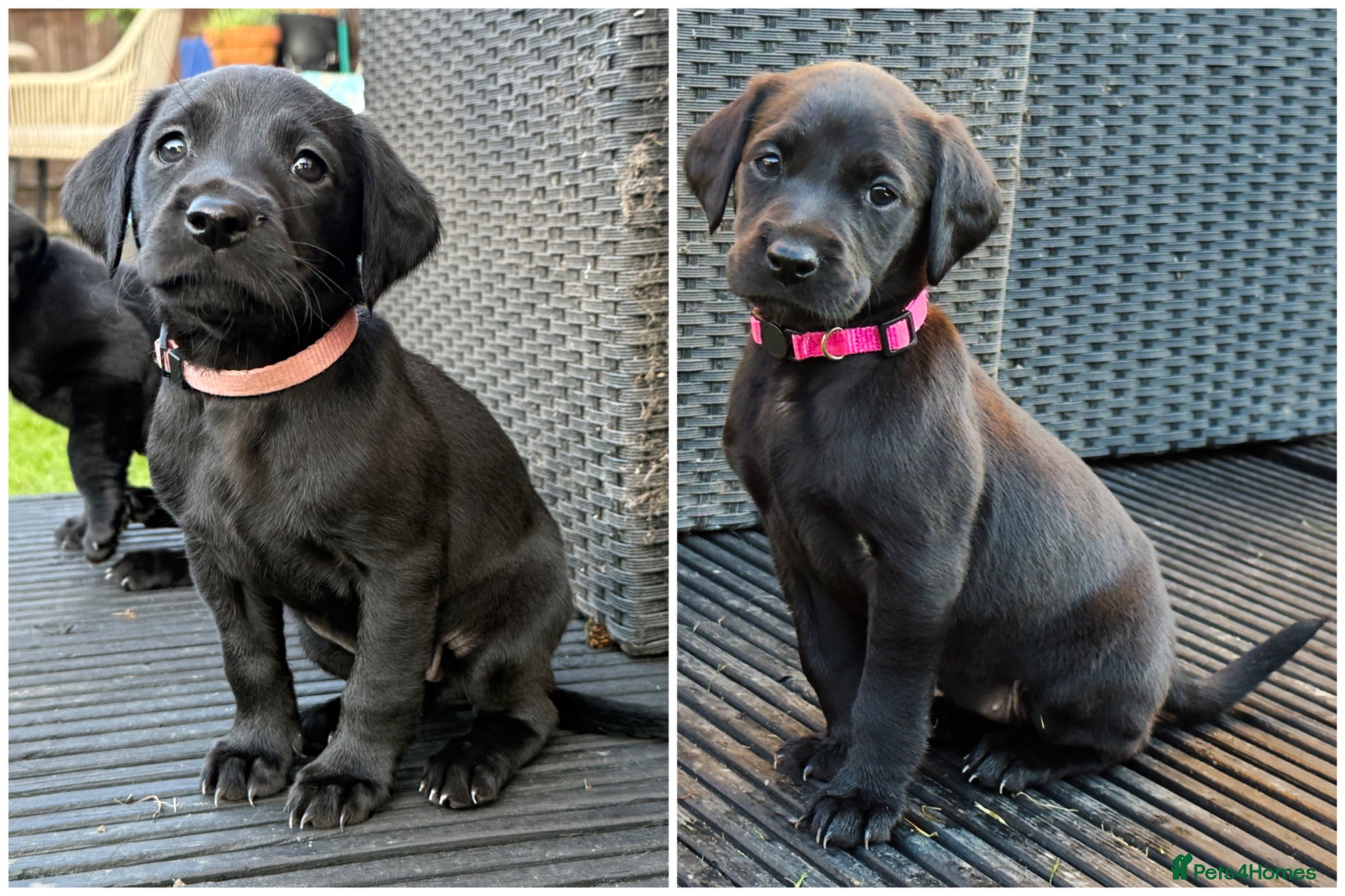 Labrador Retriever dogs Labrador Puppies Working Type – Ready Early May  - Advert 2