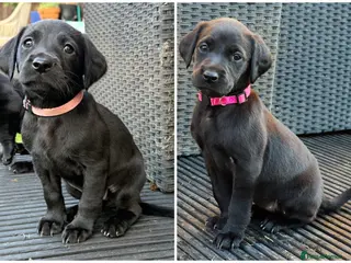 Labrador Retriever dogs Labrador Puppies Working Type – Ready Early May - Advert 1