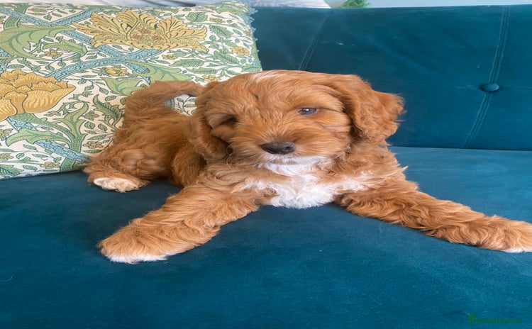Cockapoo dogs - Advert 10