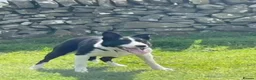 Mixed Breed dogs for sale: 4 beautiful Sprollie pups available  - Advert 15