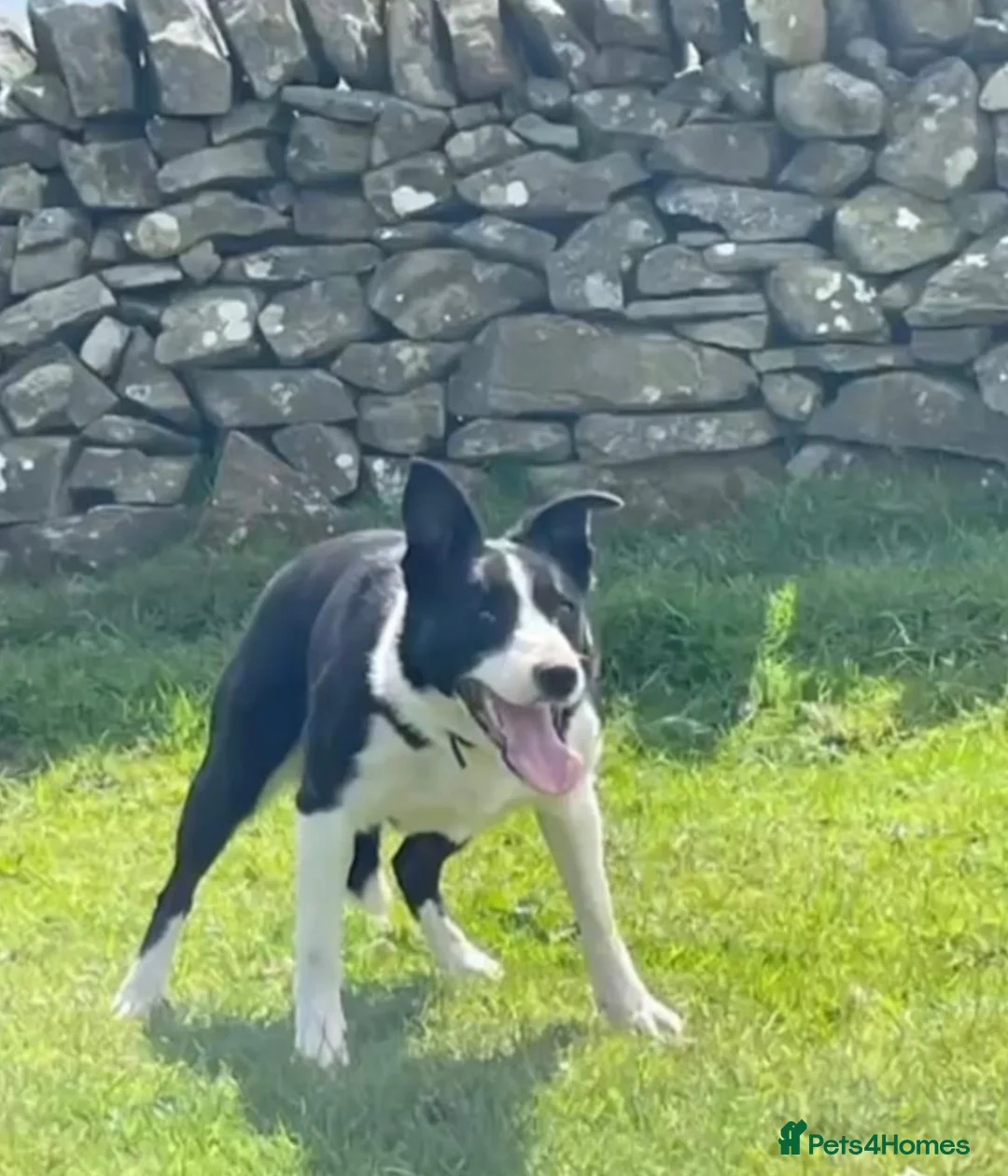 Mixed Breed dogs for sale: 4 beautiful Sprollie pups available  - Advert 15