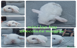 Mini Lop rabbits for sale: Pure mini lops & pure lionhead babies  - Image 2